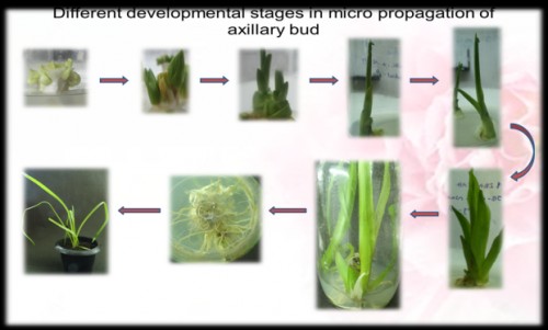 Different developmental stages in micro propagation of axillary bud