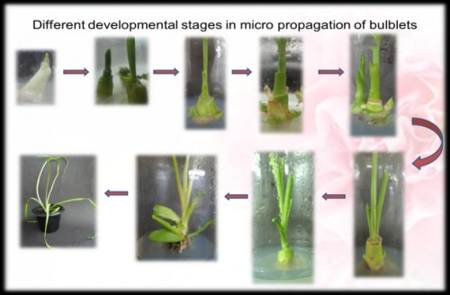 Different developmental stages in micro propagation of bulblets