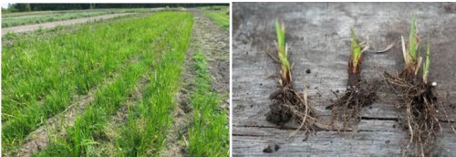 Monthly rainfall during the crop growth period of rice (<em>Oryza sativa</em>) and bach (<em>Acorus calamus</em>)
