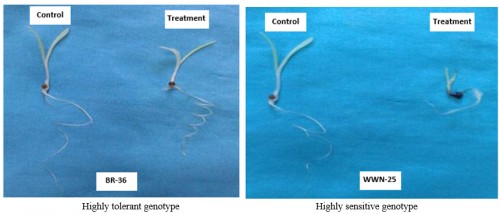 Thermo induction response of finger millet seedlings in tolerant and sensitive genotypes