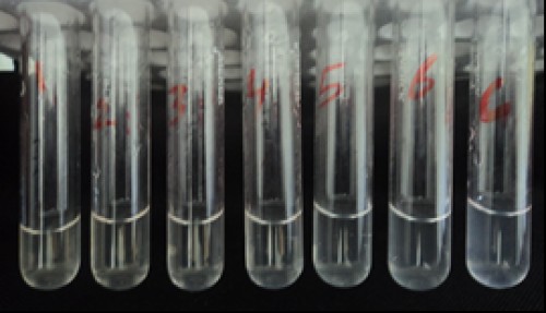 Standard Tube Agglutination Test (STAT):Tubes 1 to 6: dilution1:10, 1:20, 1:40, 1:80, 1:160 & 1:320; Tube C: Control; Note the mat formation upto tube-4 (1:80 dilution), turbidity in tubes 5,6 and control.