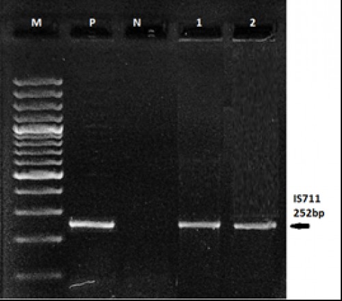 PCR amplification of <em>Brucella</em> <em>melitensis</em> specific IS711 (252bp): M: Molecular weight marker (100bp+); P: Positive control; N: Negative Contro; 1&2: Positive samples