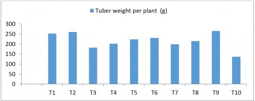 Effect of treatments on tuber yield per plant