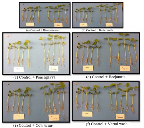 Showing effect of seed treatment with bio-pesticides on seedling growth of soybean (15 DAS)