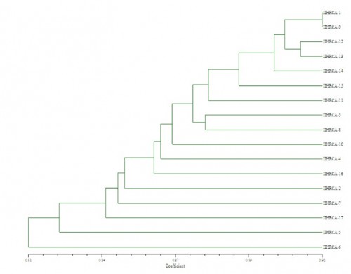 UPGMA Dendrogram generated based on SSR data of 17 <em>C. asiatica</em> accessions