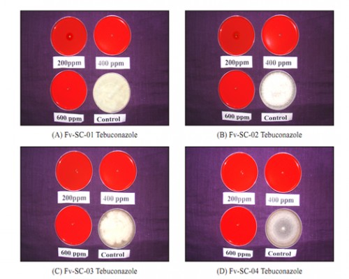 Inhibition of mycelial growth of <em>F. verticillioides</em> isolated by different concentration of fungicide <em>in vitro </em>compared to control.