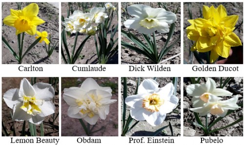 Daffodil cultivars used for present study