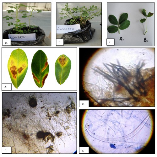 a. Control or non-infected groundnut plants b. Infected plants of groundnut, c. Comparison in non-infected and infected plant leaves, d. Close view of infected leaves e. Conidia and setae from infected leaves, f. Acervuli fruiting body, g. Falcate shape conidia