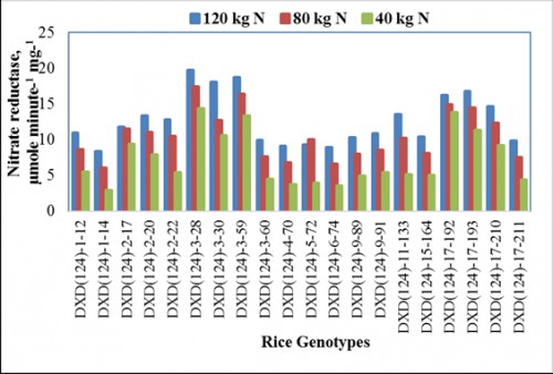 Effect of nitrogen levels on nitrate reductase enzyme of rice