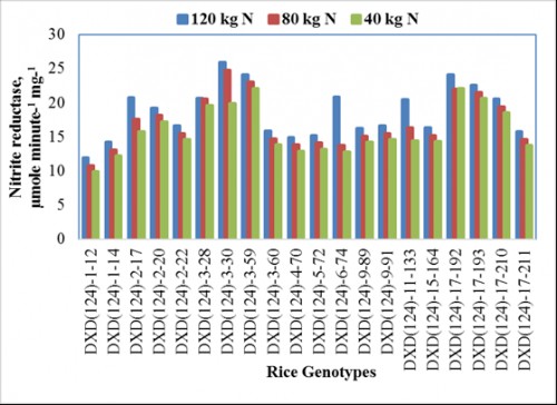 Effect of nitrogen levels on nitrite reductase enzyme of rice