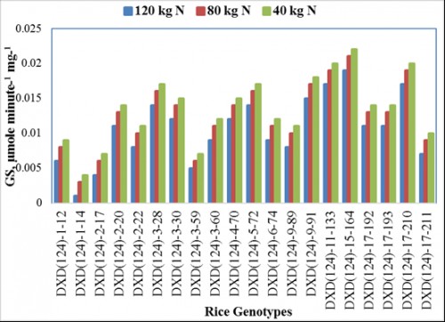 Effect of nitrogen levels on glutamine synthetase (GS) enzyme of rice