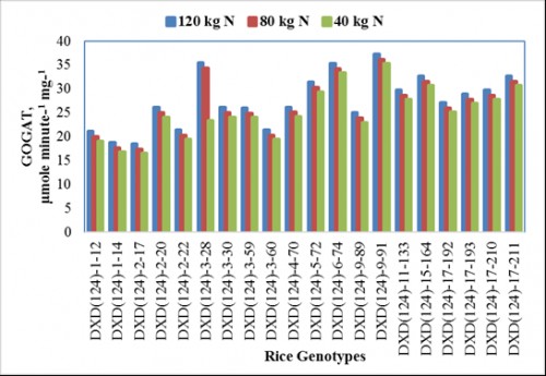Effect of nitrogen levels on glutamate synthetase (GOGAT) enzyme of rice