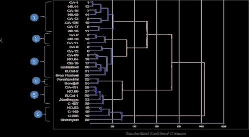 Dendrogram showing clustering pattern of 30 taro genotypes by Wardâ€™s minimum variance method
