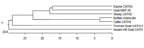 Phylogenetic tree of Assam hill goat cathelicidin gene with cathelicidin gene of different other species