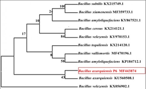 Neighbor-joining tree showing phylogenetic relationship of <em>Bacillus axarquiensis </em>P6 based on a distance matrix analysis of 16S rRNA sequences
