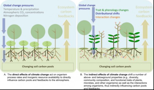 Combined, the direct and indirect effects of global change on ecosystems