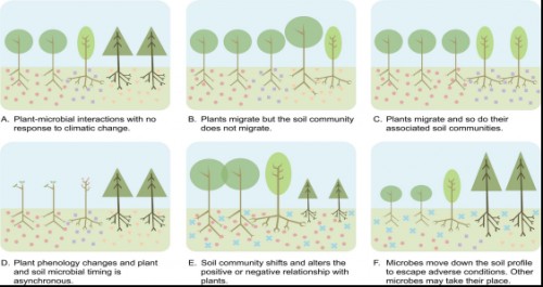 The potential responses of plant and associated soil communities to climatic change. Plants and microbes may respond by shifting population ranges, symbiotic partners, or timing of phonological events. Each panel illustrates plant and soil community responses to climate change and highlight possible mismatches between interacting plants and microbes. Shapes of plants and microbes signify different species.