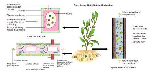 The three processes involved in the uptake and sequestration of heavy metals. Because of increased solubility, the heavy metals are taken up to roots from where they are translocated to shoots by means of apoplast and symplast pathway. From the shoots, the heavy metals are transported to leaves by xylem loading. In the leaves, heavy metals are stored in vacuoles. (Ghori <em>et al</em>., 2016)