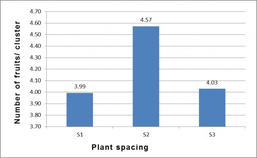 Number of fruits/ cluster of tomato as influenced by different plant spacing