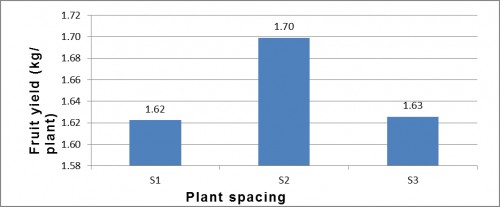 Fruits/ Yield of tomato as influenced by different plant spacing