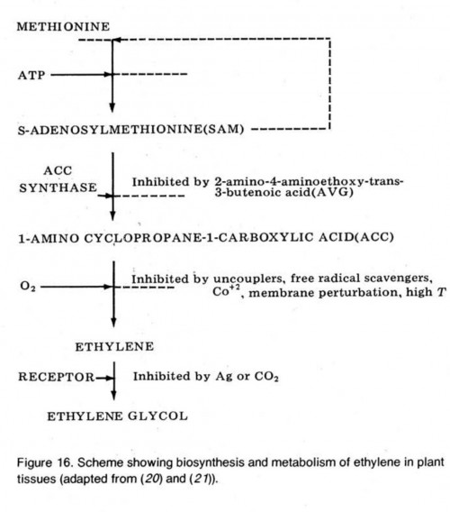 Scheme showing biosynthesis and metabolism of ethylene in plant tissues