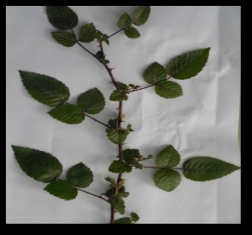 Bearing habit of <em>Rubus macilentus</em> C. The inflorescence appeared both on terminal and axillary position of shoots