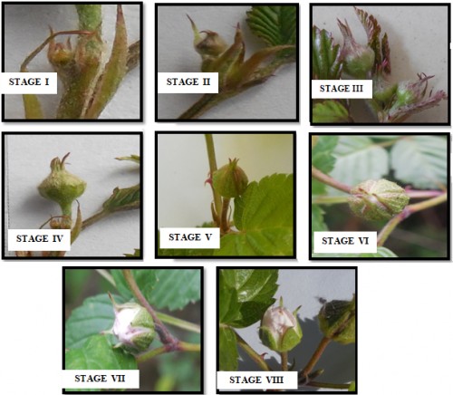 Developmental stages of flower buds in <em>Rubus macilentus </em>C