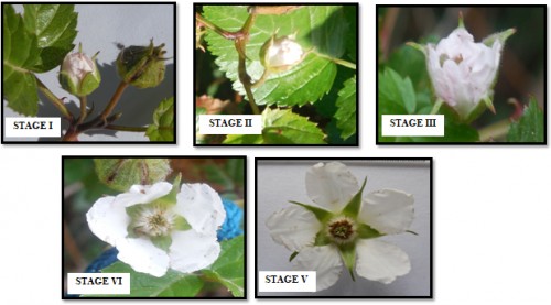 Stages of anthesis of<em> Rubus macilentus </em>C.