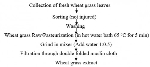 Preparation of wheat grass (Triticum aestivum) extract