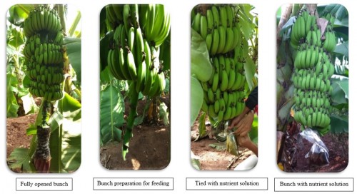 Technique involved in nutrients bunch feeding of banana
