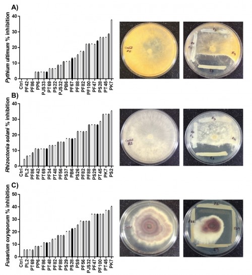 The dual culture of common fungal pathogens with umorok rhizobacteria exhibited significant pathogen inhibition, and zone of antagonistic inhibition is shown in the PDA plates: A) against Pythium ultimum B) against Rhizoctonia solani and C) against Fusarium oxysporum